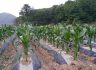 유기농법과 일반농법의 옥수수 비교